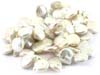 White  Coin Freshwater Pearls